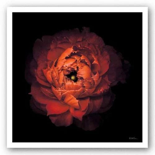 FLORAL ART PRINT Ranunculus 43 NeilSeth Levine Ranunculus