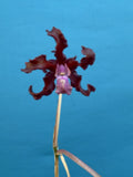 (Ltn Meadow Gold X Myl. Ruby Ray) X Cattleya Pacavia Orchid Eros 4Ó Pot Orchids