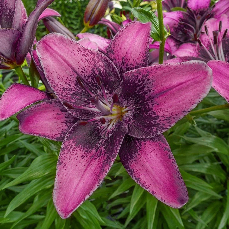4 Purple Dream Lily Flower Bulbs Lily
