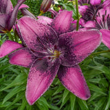 4 Purple Dream Lily Flower Bulbs Lily