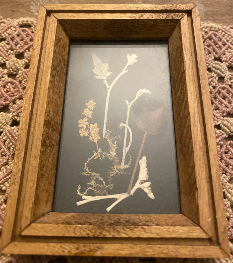 Small wooden framed herbarium print with dried flowers and leaves on dark backing