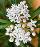 ASCLEPIAS ANGUSTIFOLIA 'SONOITA', ARIZONA MILKWEED Flowering Plants