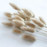 Natural Dried Flowers Lagurus Ovatus Rabbit Tail Grass Bunch Real Flower Bouquet Pampas Grass