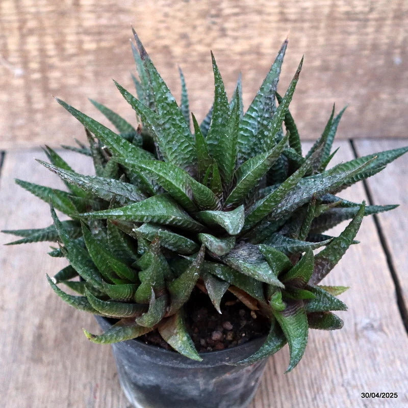 Haworthia limifolia succulent plant in dark pot, green spiked leaves