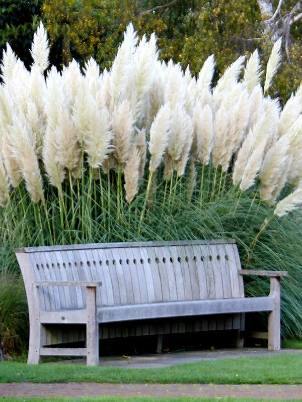 100+ White Pampas Grass Seeds | Ornamental Grass Non-GMO Garden Seeds USA Garden Plants