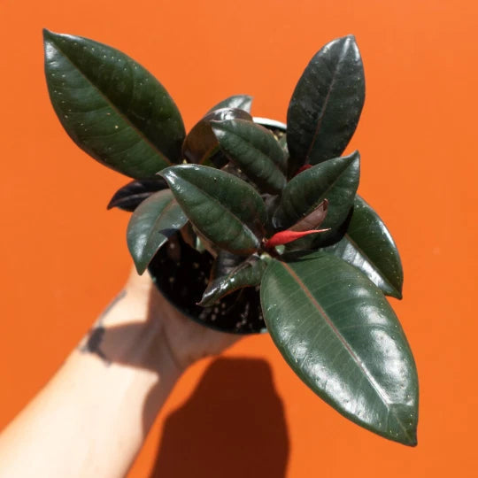 Rubber plant ficus in small pot with dark green glossy leaves