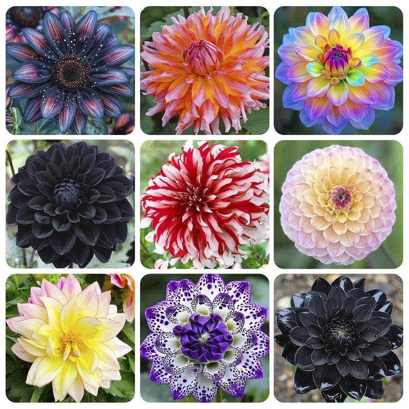 100+ Giant Dahlia Dinner Plate Flower Seeds - Exotic for Planting... Flowering Plants