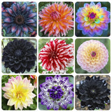 100+ Giant Dahlia Dinner Plate Flower Seeds - Exotic for Planting... Flowering Plants