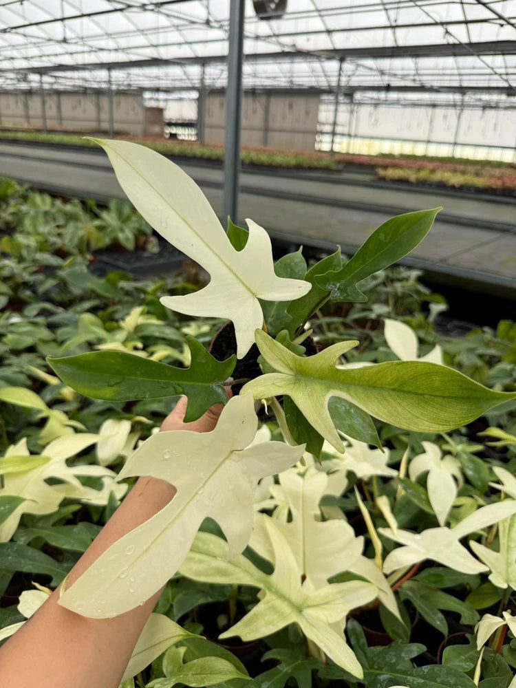 Variegated philodendron plant with pale cream and green split leaves