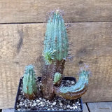 D5484 EUPHORBIA STELLISPINA pot12-H18-W13 cm MaMa Cactus Green Plant