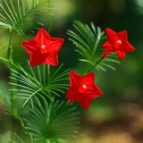 __ CARDINAL CLIMBER 20+ SEEDS | HUMMINGBIRD VINE | RARE RED FLOWER | FREE SHIP Garden Plants