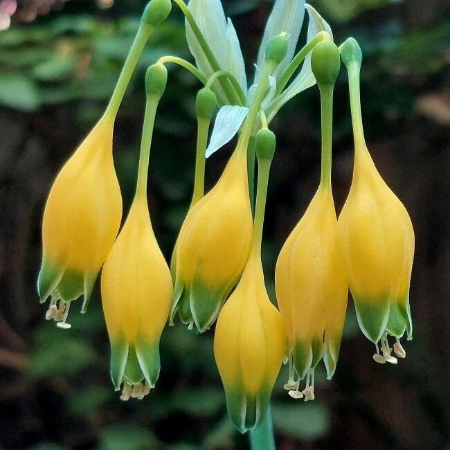 Yellow hanging orchid flowers with bell-shaped petals
