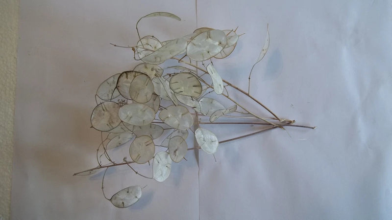 Five dried Lunaria Stems 4"-6" long, with "Silver Dollar" Seed Pods, for crafts. Dried Flower