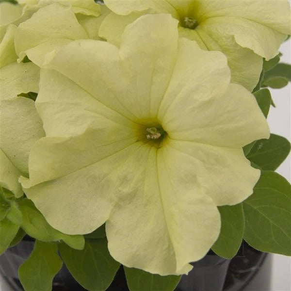 Yellow petunia flower with five petals and green leaves on a live plant