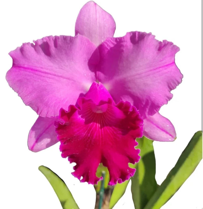 Pink and purple orchid flower with green leaves on plant stem