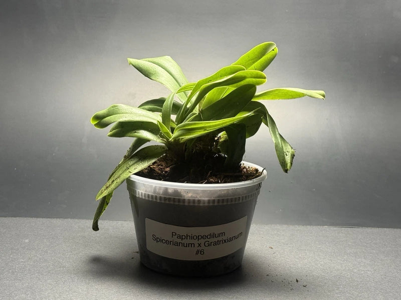 Orchid plant in a black pot with dark soil and bright green leaf sprouts