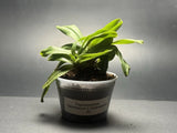 Paphiopedilum Gratrixianum X Spicerianum Multi Growth Plant Blooming Size #6 Orchids