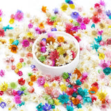 300 PCS Mini Dried Flowers for Resin, Small Colorful Dried Flower