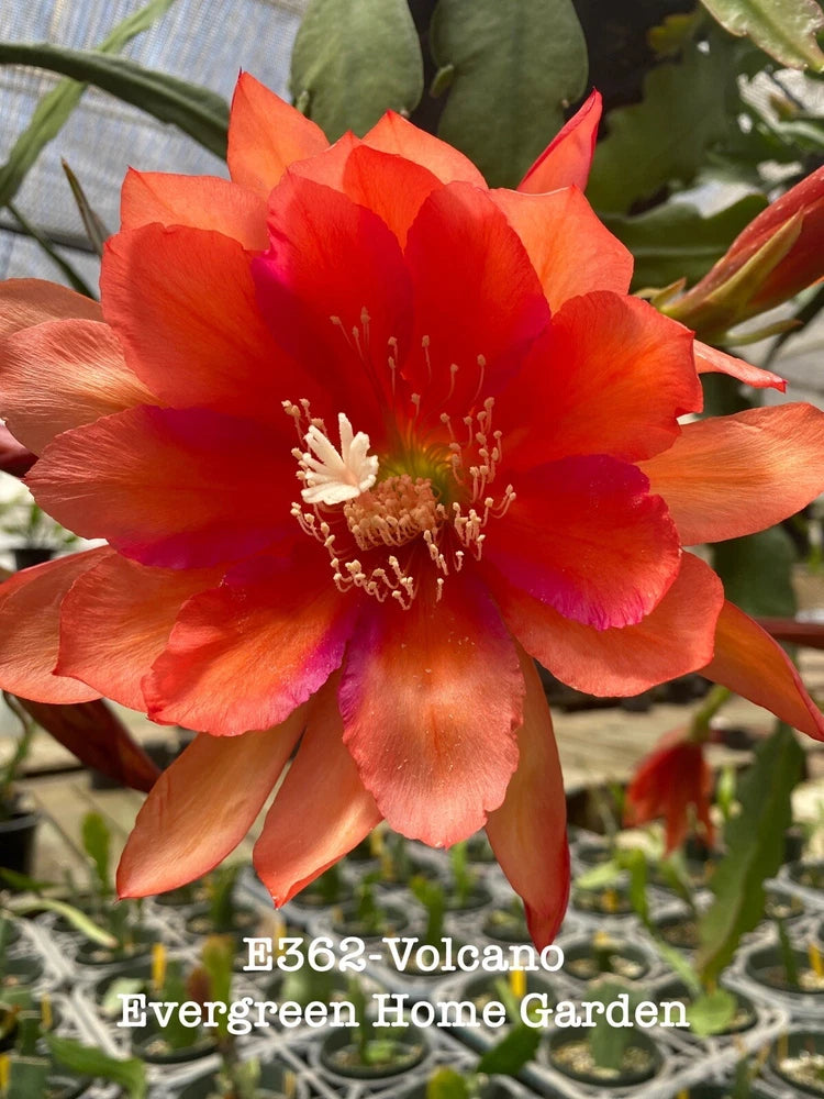 Orange-red epiphyllum orchid cactus flower on potted starter plant