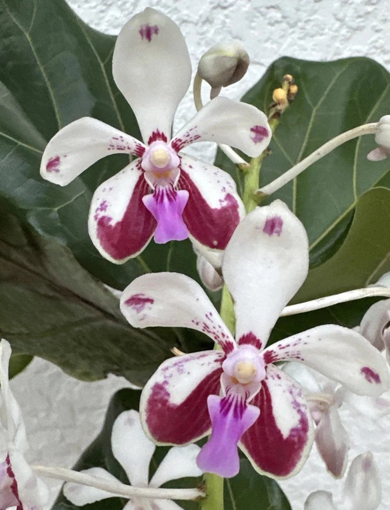 Vanda Luzonica orchid plant with two spikes; white petals with magenta speckles and purple lips