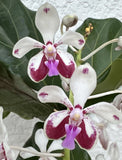 Vanda Luzonica. TWO Spikes. Orchid Plant. Orchids