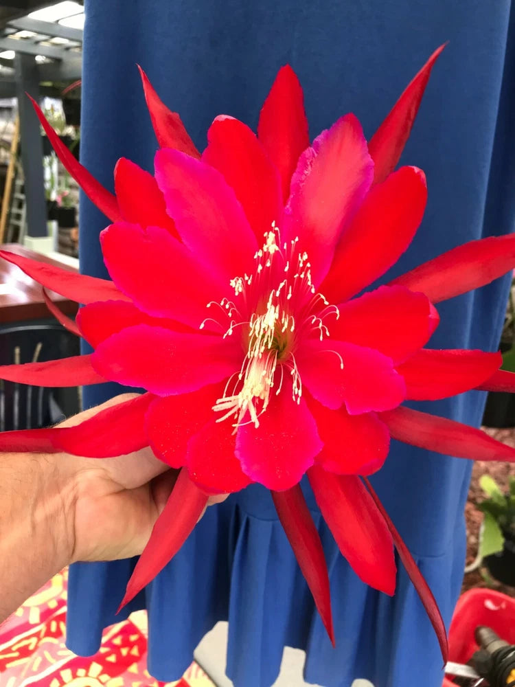 Red orchid cactus bloom with long spiky petals, held in hand.