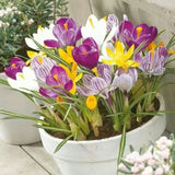 20 SEEDS Mixed Colors CROCUS fragrant flower exotic bush garden plant USA Seller Garden Plants