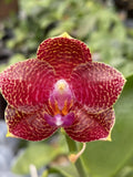 Original Phal Phalaenopsis Ld Sun Dragon x gigantea-FRAGRANT Orchids