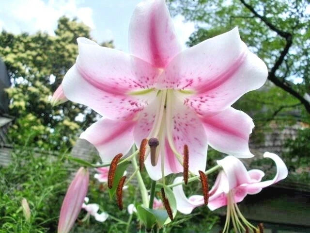 25 PINK FORMOSA LILY SEEDS -  Lilium formosanum - giant 5 - 6 foot tall Lily