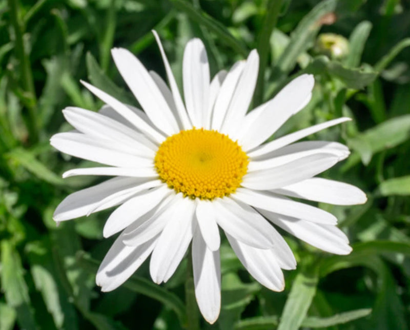 3 Live Leucanthemum Shasta Daisy ÔLucille WhiteÕ Plants Ð3Ð5Ó Tall in Plugs Garden Plants