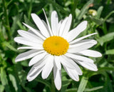 3 Live Leucanthemum Shasta Daisy ÔLucille WhiteÕ Plants Ð3Ð5Ó Tall in Plugs Garden Plants