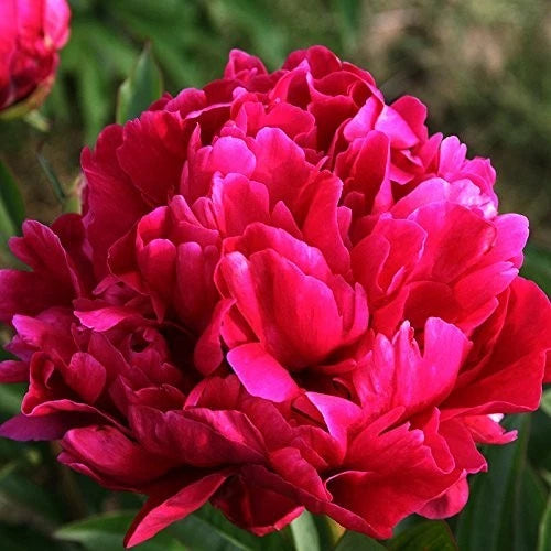 Red double peony flower cluster with layered petals