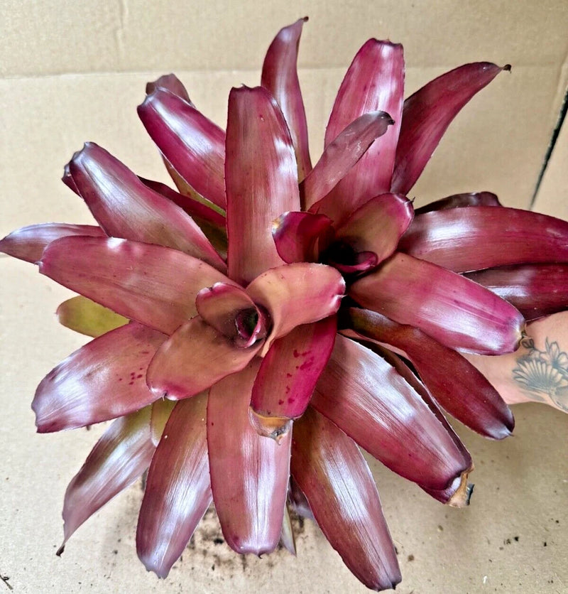 Pink-purple bromeliad with central rosette of upright, pointed leaves