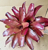 Pink-purple bromeliad with central rosette of upright, pointed leaves