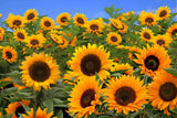 25 EBONY & GOLD SUNFLOWER Helianthus Annuus Flower Seeds Sunflower