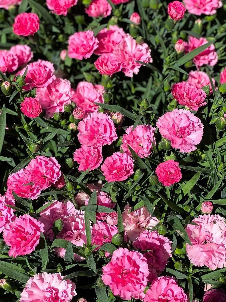 50 PINK ROSE CARNATION Dianthus Caryophyllus Flower Seeds *Flat S/H Carnation