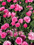 50 PINK ROSE CARNATION Dianthus Caryophyllus Flower Seeds *Flat S/H Carnation