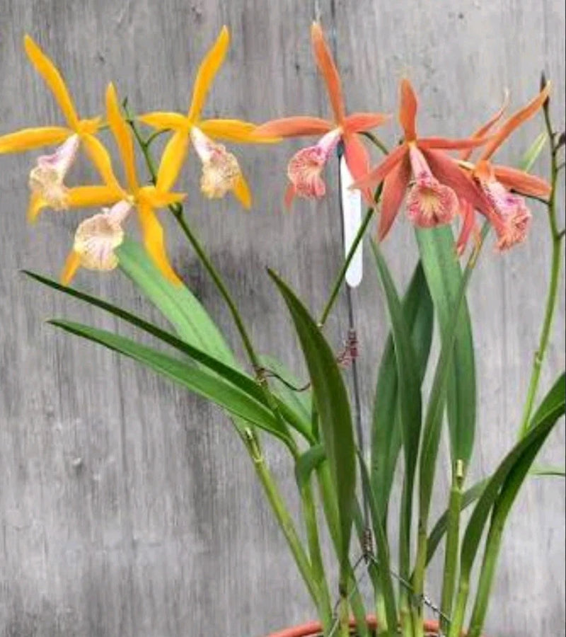Orchid plant with yellow and orange blooms and long green leaves