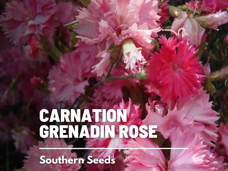 Grenadin Rose Carnation Seeds, Heirloom Flower, USA Grown Carnation