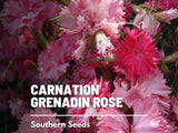 Grenadin Rose Carnation Seeds, Heirloom Flower, USA Grown Carnation