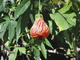 Abutilon pictum Red | Flowering Maple | Indian Mallow | 20_Seeds Garden Plants
