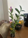 Orchid Dendrobium Nobile Rooted Stem Orchids