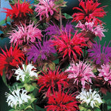 25+ BEE BALM MIX Lemon Hummingbird Mint Monarda Didyma Mixed Colors Flower Seeds Garden Plants