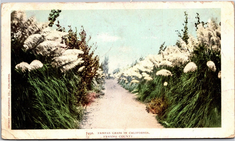 Pampas Grass in Fresno County California c1904 UDB Vintage Postcard K07 Pampas Grass