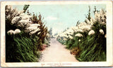 Pampas Grass in Fresno County California c1904 UDB Vintage Postcard K07 Pampas Grass