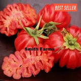 50+ Seeds Mexican Ribbed Tomato Vegetable Garden Planting Tomatoes Garden Plants