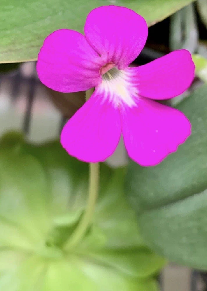 Purple butterwort carnivorous plant flower, five petals