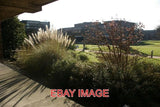 PHOTO  CHESTERTON CHURCHILL COLLEGE SHRUBBERY THE PAMPAS GRASS CAST AN INTERESTI Pampas Grass
