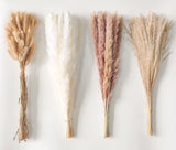 Dried Pampas Grass Decor 110 PCS Dried Plants,Dried Flowers Natural Pompas Flora Pampas Grass
