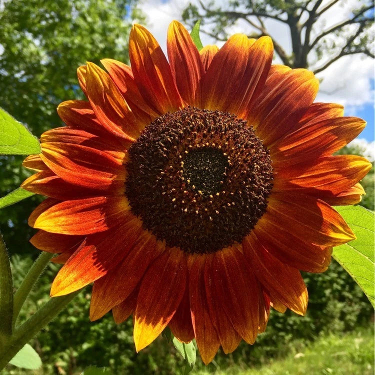 Flower Seeds:  Evening Sun Sunflower Seeds 25 Seeds Fresh Seed Sunflower